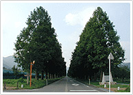 新・日本街路樹百景 メタセコイヤ並木